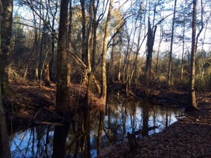 Hunting Land Surrounded By Farmland : Wrightsville : Johnson County : Georgia