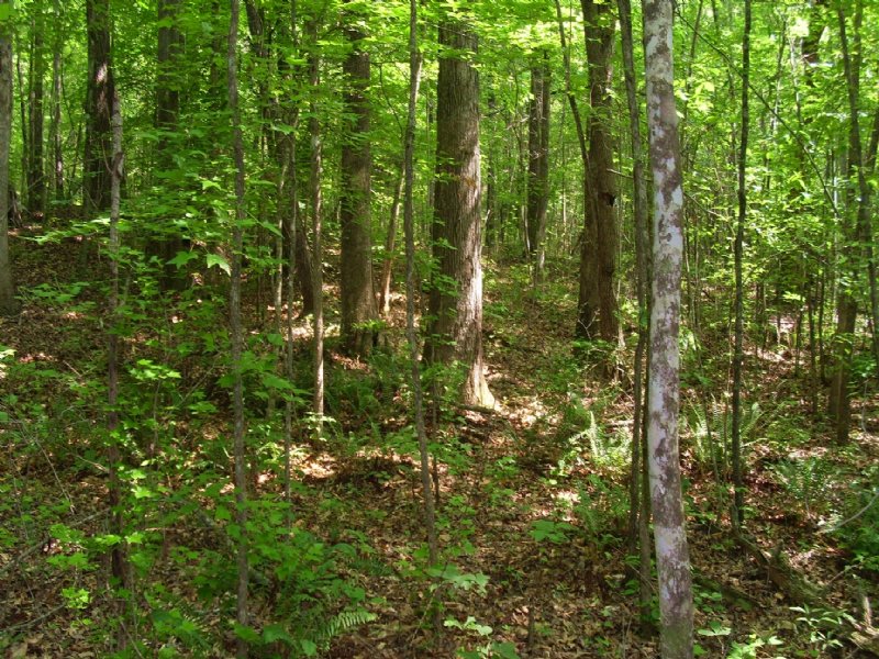Oakridge Tract : Cusseta : Chambers County : Alabama