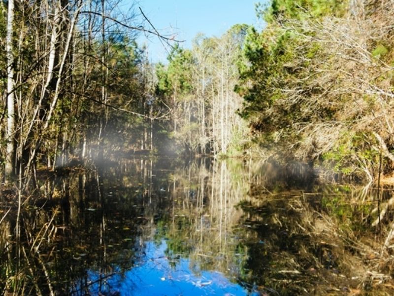 Juniper Creek : Greensboro : Gadsden County : Florida
