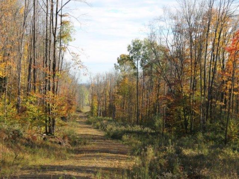5+ Acres Bordered By State Land : Annsville : Oneida County : New York