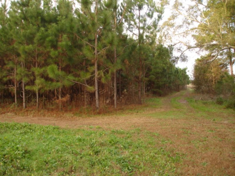16.73 Acre Tract : Hartsfield : Colquitt County : Georgia