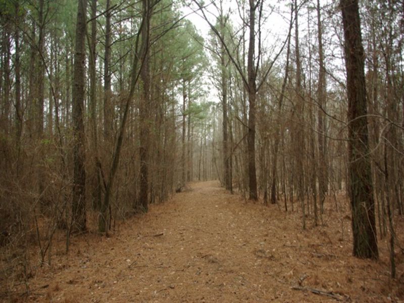 Hardwood Bottoms, Duck Pond Site : Ashville : Saint Clair County : Alabama