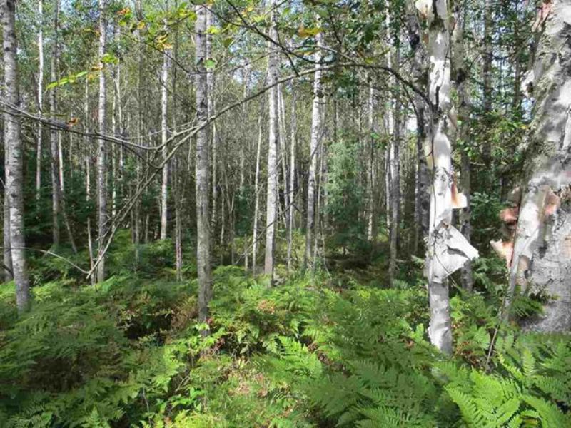 Tbd Wests Rd, Mls 1077669 : Amasa : Iron County : Michigan