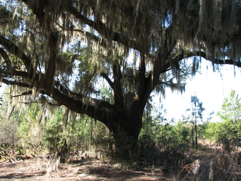 105 Acres : Savannah : Chatham County : Georgia