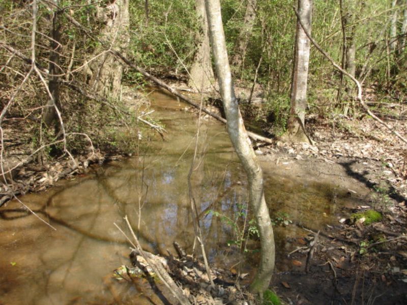 Hunting Tract with Cropland : Hartsfield : Colquitt County : Georgia