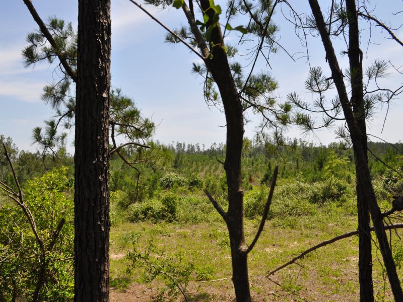 85 Ac- Scales Ranch Rd. : Huntsville : Walker County : Texas