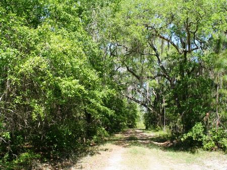 Gum Creek Preserve : Greenville : Madison County : Florida