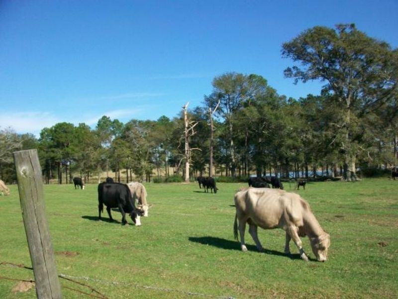 Cattle Property : Abbeville : Wilcox County : Georgia