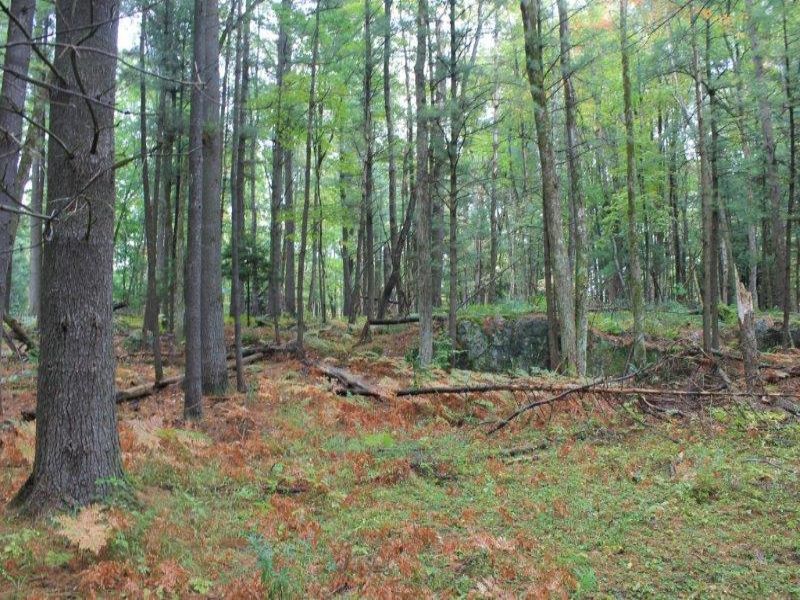 Hunting Paradise Borders State Land : Diana : Lewis County : New York