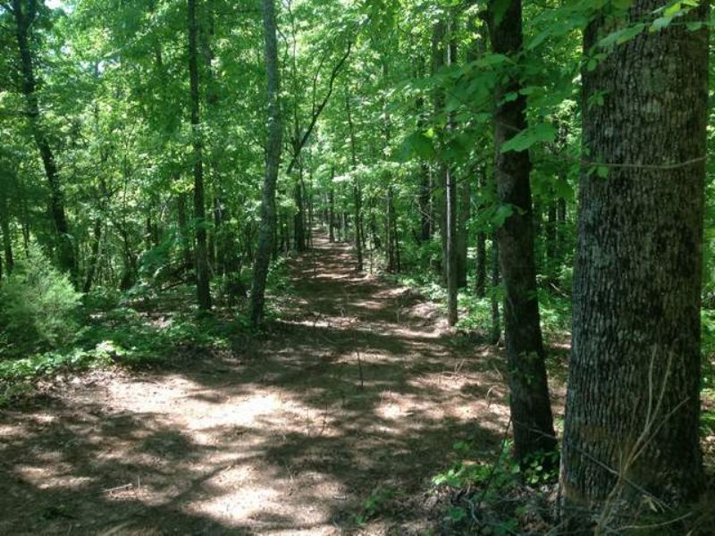 76+/- Acres On Hatchett Creek : Goldville : Clay County : Alabama