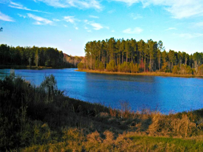 1153 Acres Double D Farm : Hiltonia : Screven County : Georgia
