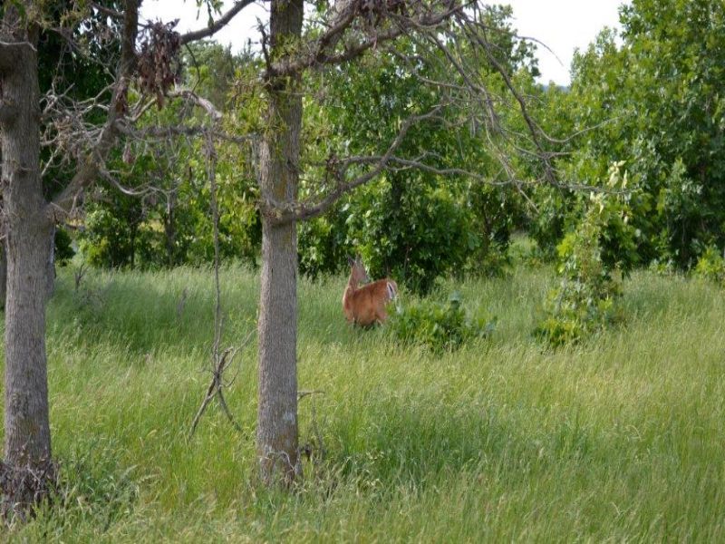 5300 Acres High Fenced : Coalgate : Coal County : Oklahoma