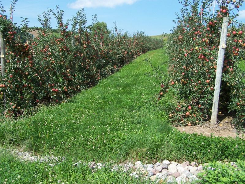 Apple Orchard in The Finger Lakes : Wolcott : Wayne County : New York