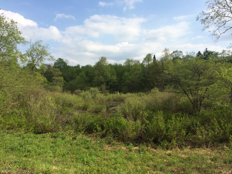 Near Salmon River Reservoir : Redfield : Oswego County : New York