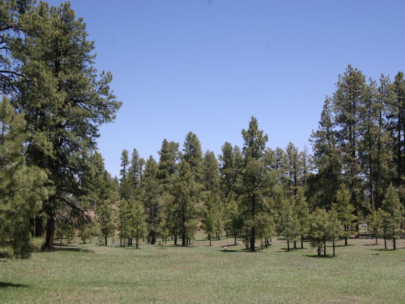 Tampico Springs Ranch, Farm for Sale in New Mexico, 72883 FARMFLIP