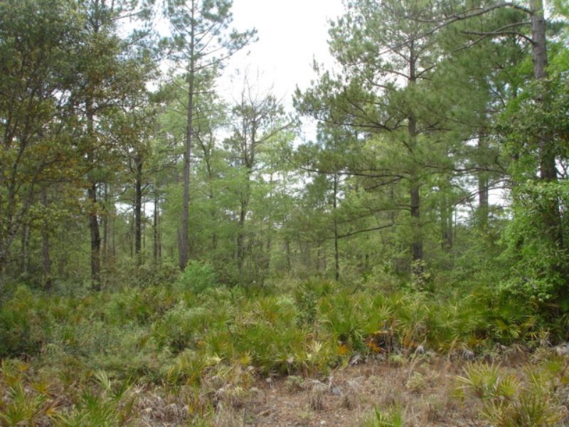 Recreational / Private Homesite : Millwood : Ware County : Georgia