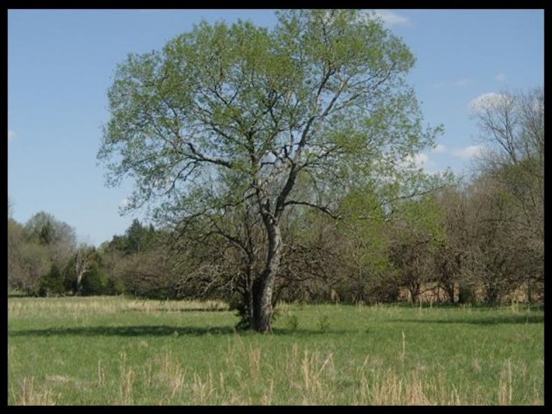 97 Acres Farm for Sale in Starkville, Oktibbeha County, Mississippi 73449 FARMFLIP