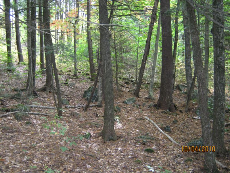 Turner Woodlot - 213 Acres : Turner : Androscoggin County : Maine