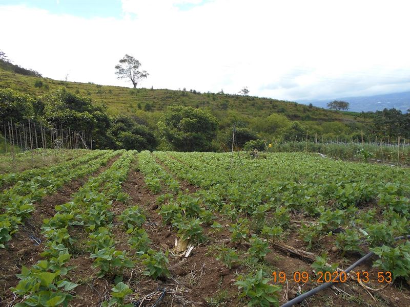 69 Acre Vegetable Farm, River : Orosi Valley : Costa Rica