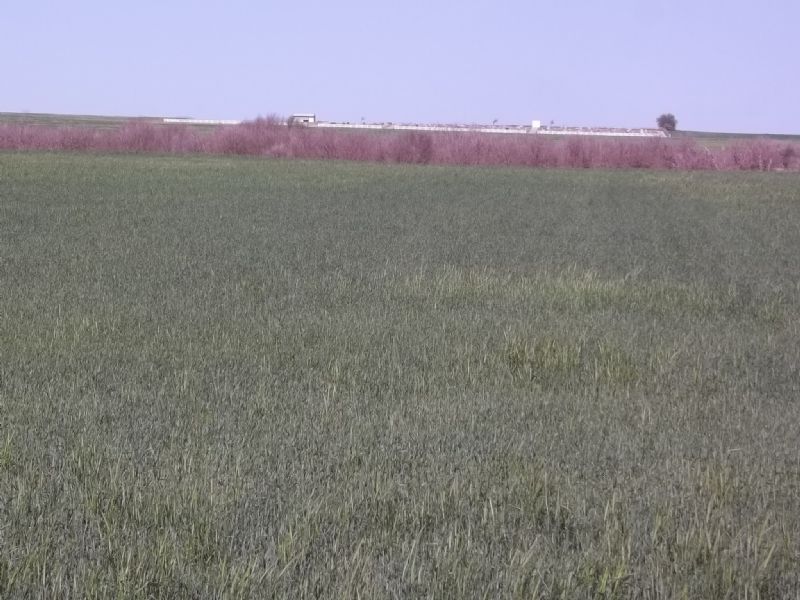 154 Acres Crop • Pasture • Hunting : Nash : Grant County : Oklahoma