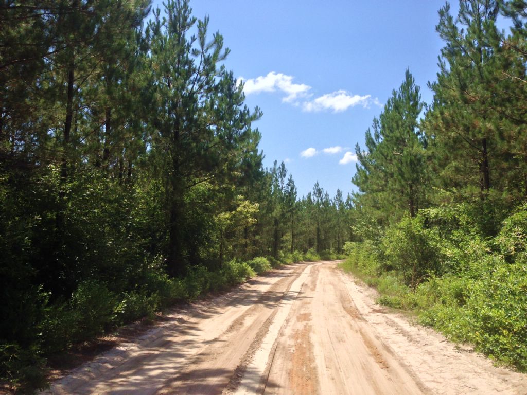 Sylvania South Tract : Swainsboro : Emanuel County : Georgia