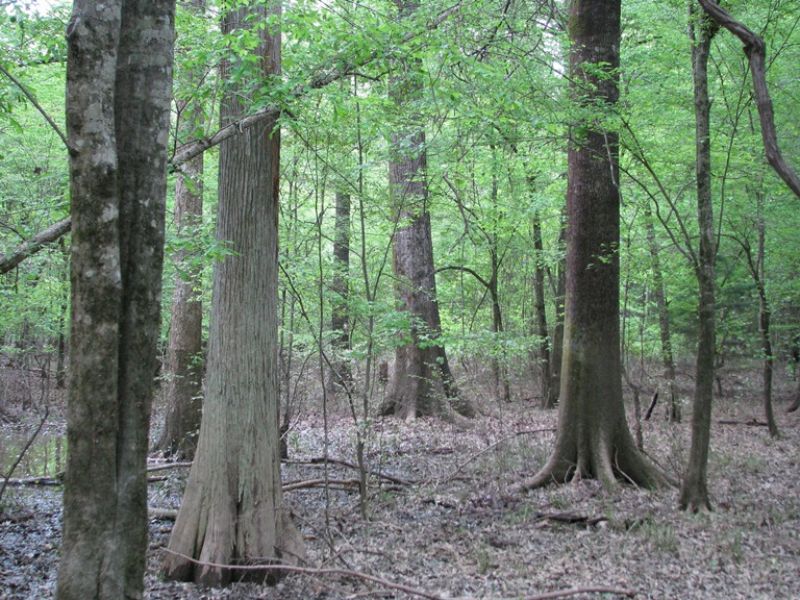 Morvin 540 : Morvin : Clarke County : Alabama