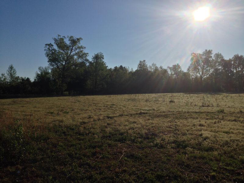 Sparrow Road Tract : Saint George : Dorchester County : South Carolina
