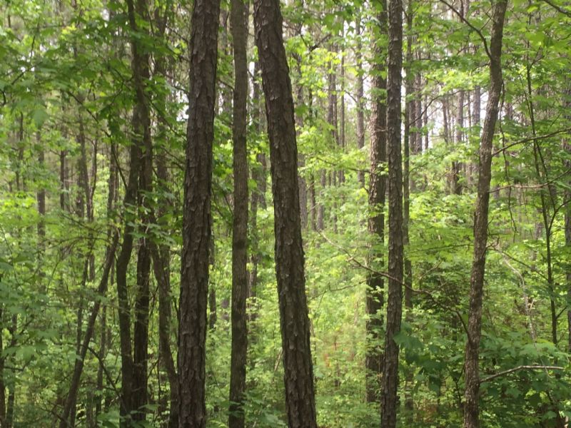 Country Retreat : Monticello : Jasper County : Georgia