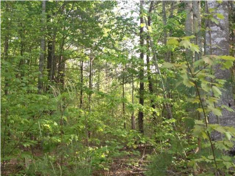 7+/- Acres Borders State Forest : Sale Creek : Hamilton County : Tennessee