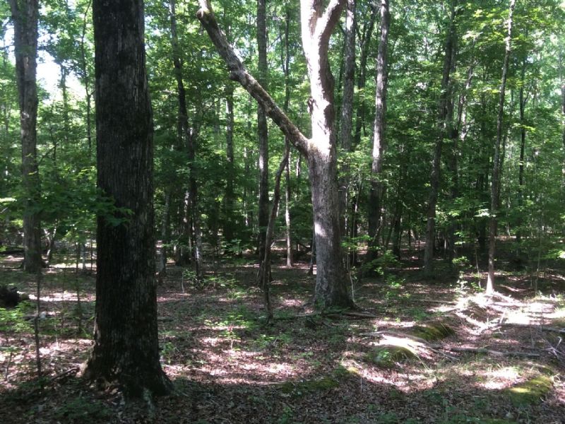 86 Acres - Camden, Sc : Camden : Kershaw County : South Carolina