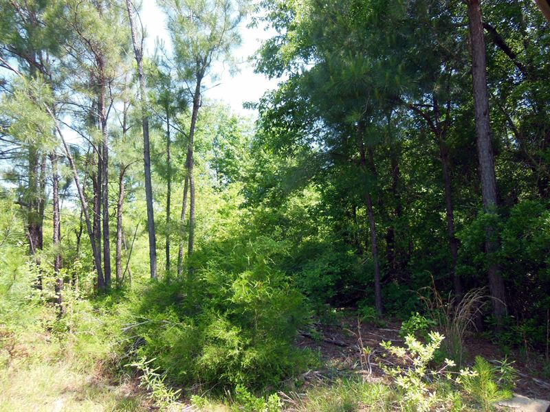 66-048 Pine Hill North Tract : Pine Hill : Wilcox County : Alabama