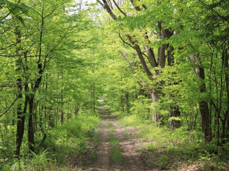 10 Acres Tug Hill Paradise : Williamstown : Oswego County : New York