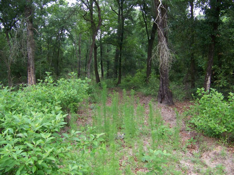 Excellent Hunting Tract : Newton : Baker County : Georgia