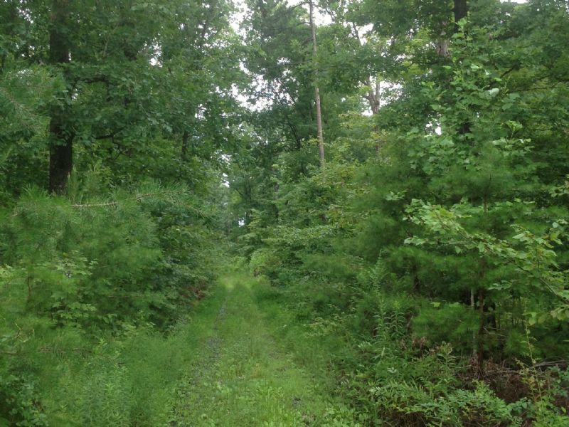 45 Acres Timber Land : Howardsville : Buckingham County : Virginia