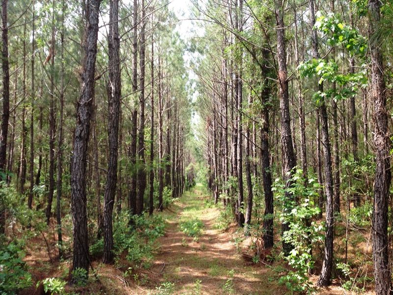 Secluded Hunting & Timber Tract : Georgetown : Georgetown County : South Carolina
