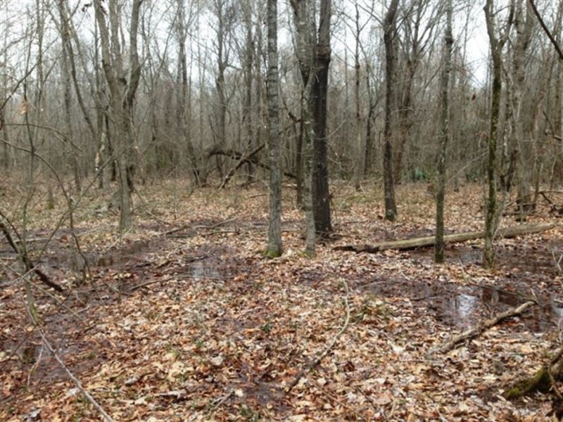 60 Ac - Nice Wrp Deer Hunting Tract : Eudora : Chicot County : Arkansas