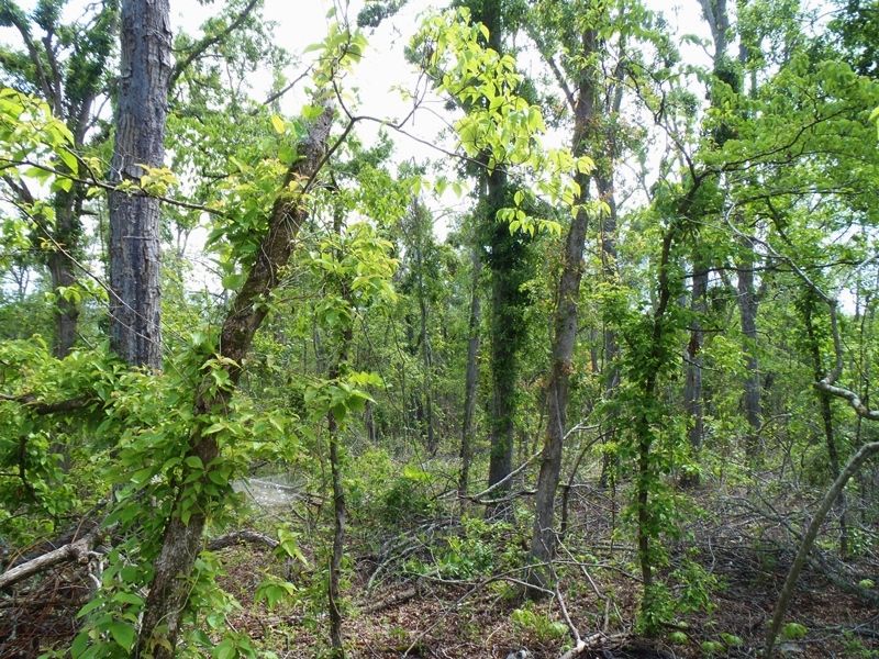 Wooded Traxx : Hugo : Choctaw County : Oklahoma
