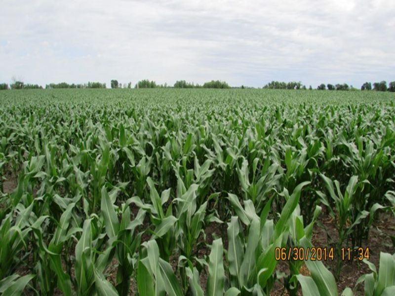 Crop and High Caliber Pasture Land : Esmond : Kingsbury County : South Dakota