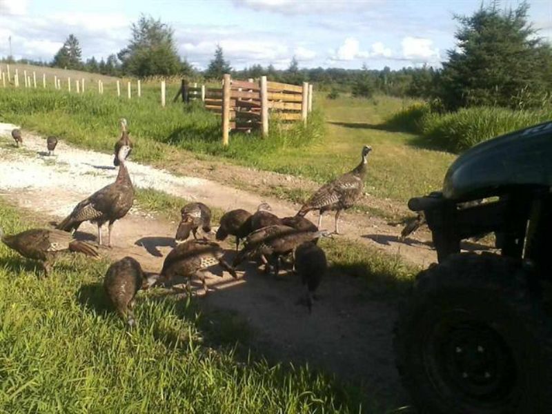 Tbd E 17 Mile Rd, Mls 1081225 : Sault Ste. Marie : Chippewa County : Michigan
