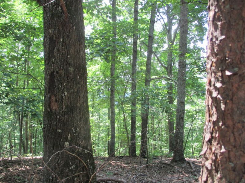 8.52 Wooded, Private Acres : Ranger : Gordon County : Georgia