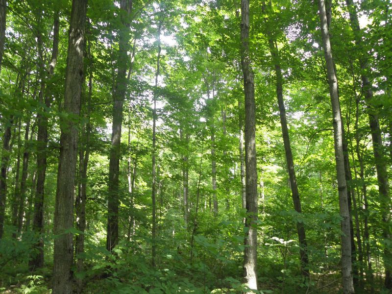 Ellenburg Forest, Farm for Sale in New York, 77485 FARMFLIP