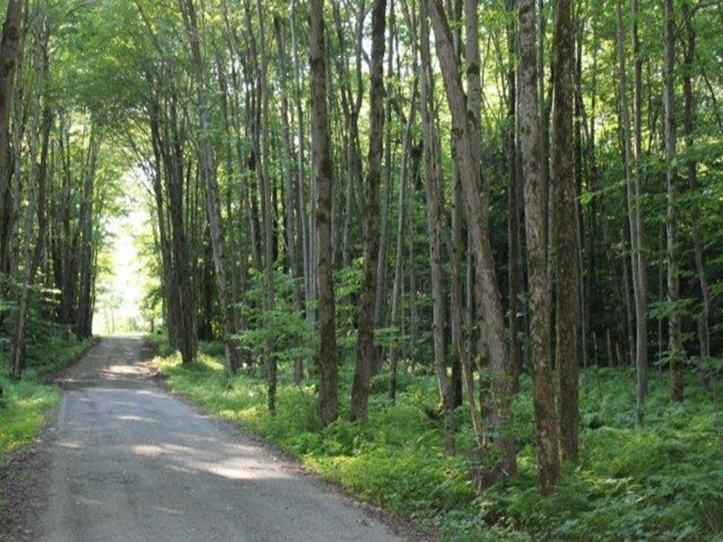19 Acres Woods Build Your Home : Western : Oneida County : New York