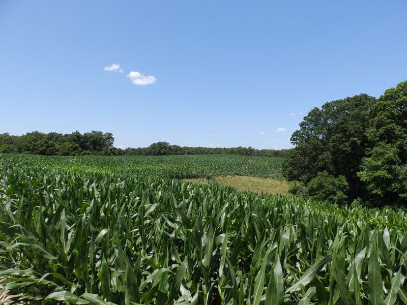 501 Ac., Huge Timber Hunting Farm : Pearl : Pike County : Illinois
