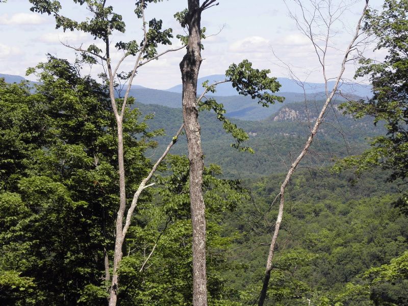 Patent Line Forest : Warrensburg : Warren County : New York