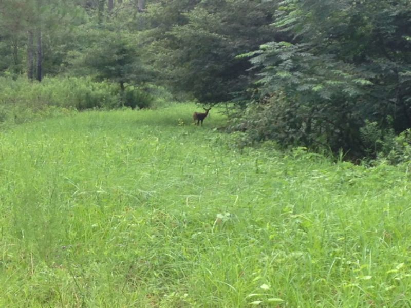 Hunting Timber Investment Property : Vienna : Dooly County : Georgia