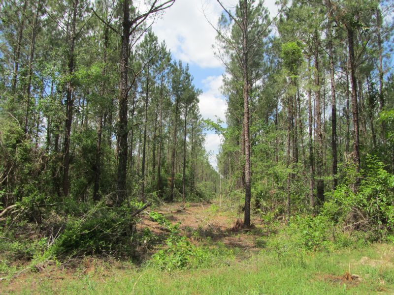 182 Acre Timber Investment : Burkeville : Newton County : Texas