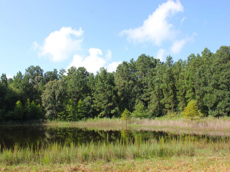 21 Ac W/Barn, Lake, Utilities : Montgomery : Montgomery County : Texas