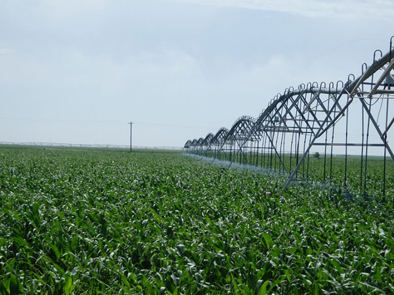 Beautiful 2400 Acre Irrigated Farm : Dalhart : Hartley County : Texas