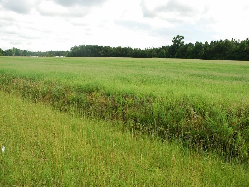 Nice Farm On Wire Grass Road : Fairmont : Robeson County : North Carolina