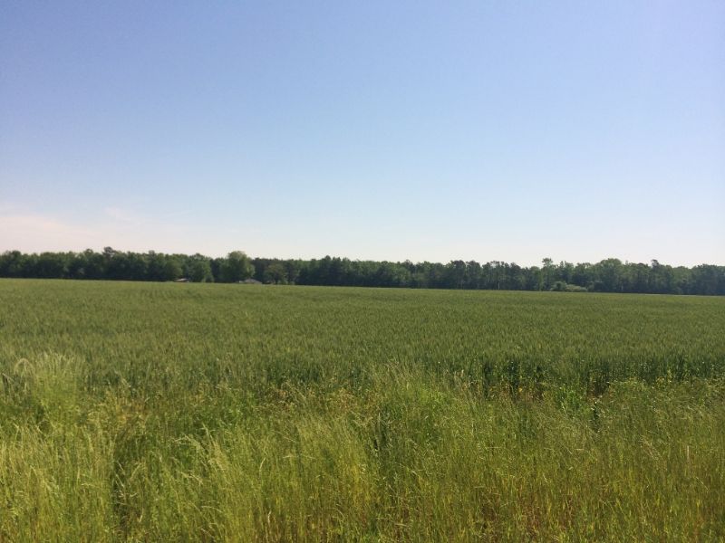 Good Farm North Of Dillon : Dillon : Dillon County : South Carolina
